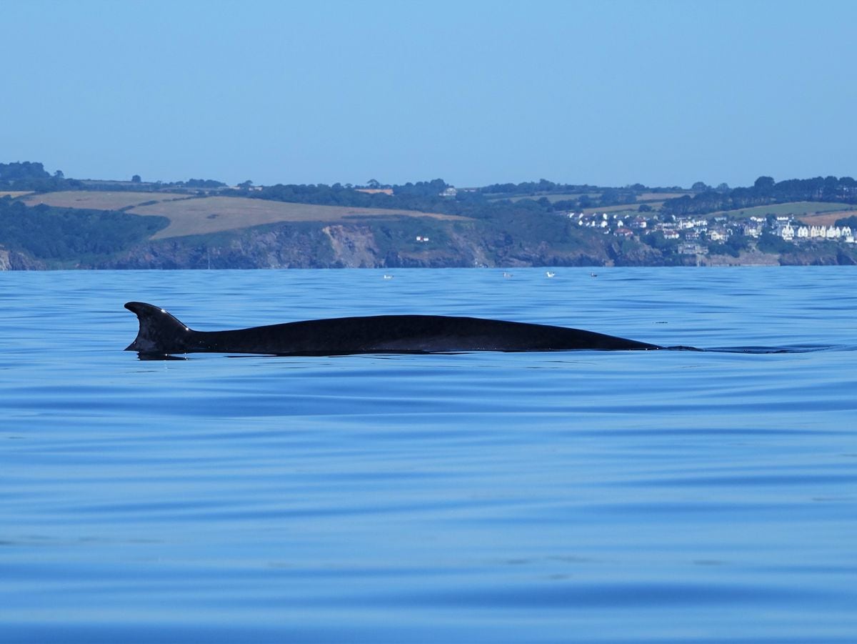 Rupert Kirkwood filmed the moment he was circled by a Minke whale for 20 minutes while paddling offshore near Fowey in Cornwall. Photo: Rupert Kirkwood/PA Wire