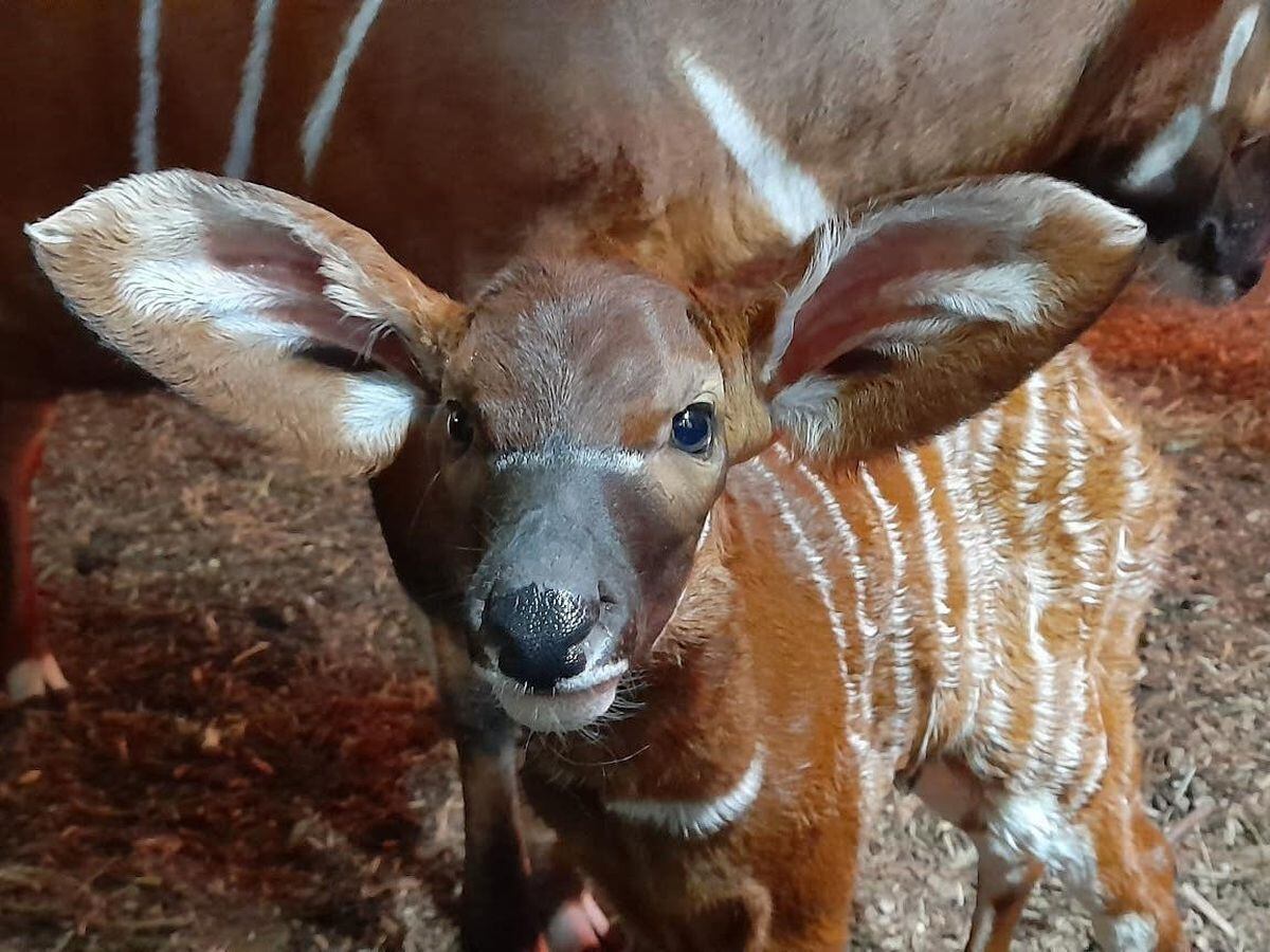 Critically endangered mountain bongo birth delights zookeepers