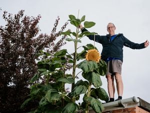 Bryan with his 14 feet tall Sunflower