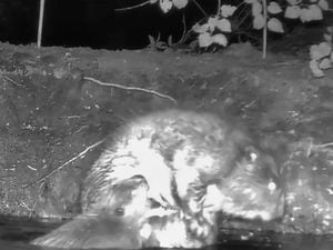 Baby beavers have been born in Staffordshire for the first time in 400 years.