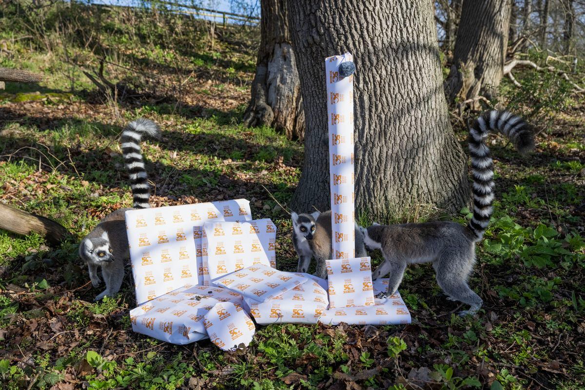 Lemurs were treated to enrichment gifts to celebrate the safari park’s 50th milestone