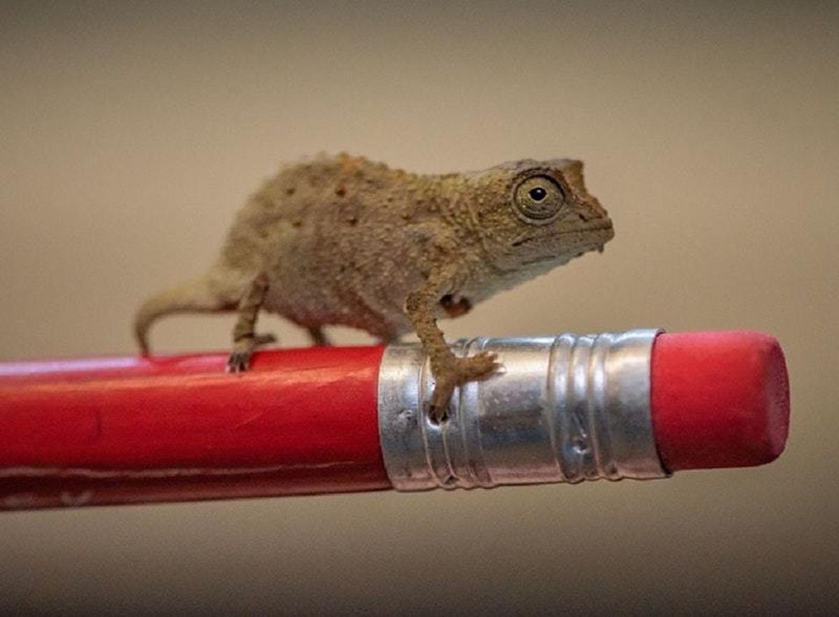 ‘Tiny’ pygmy chameleons hatch at Chester Zoo | Shropshire Star