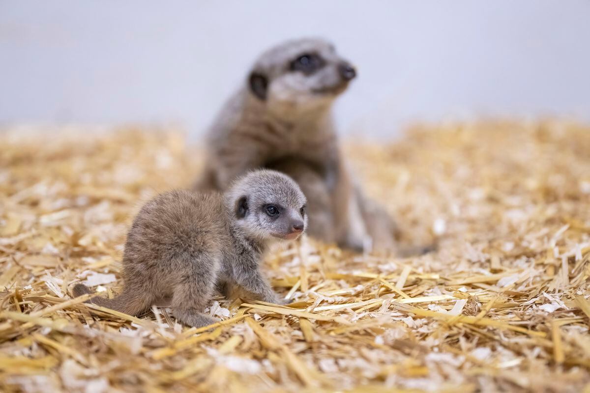 The new meerkat pups. Photo: Matthew Lissimore.