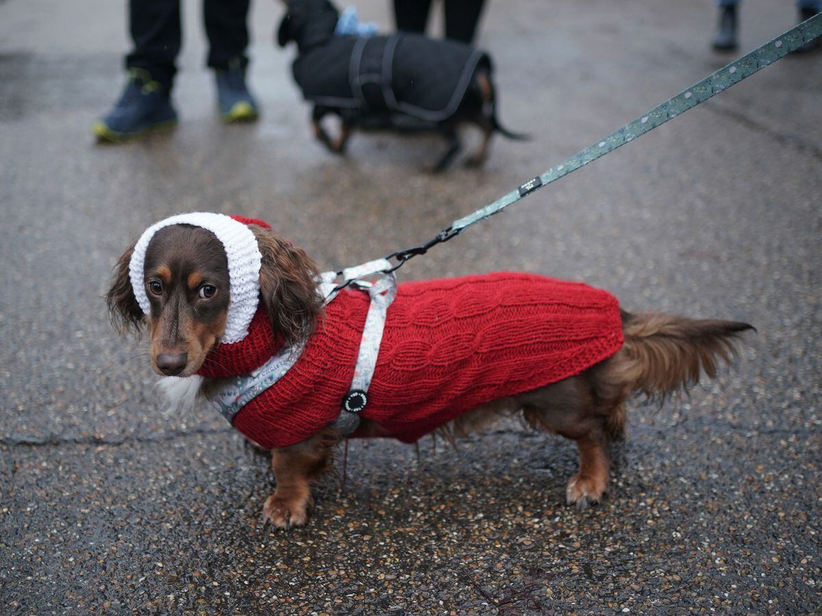 Christmas Sausage Dog Walk