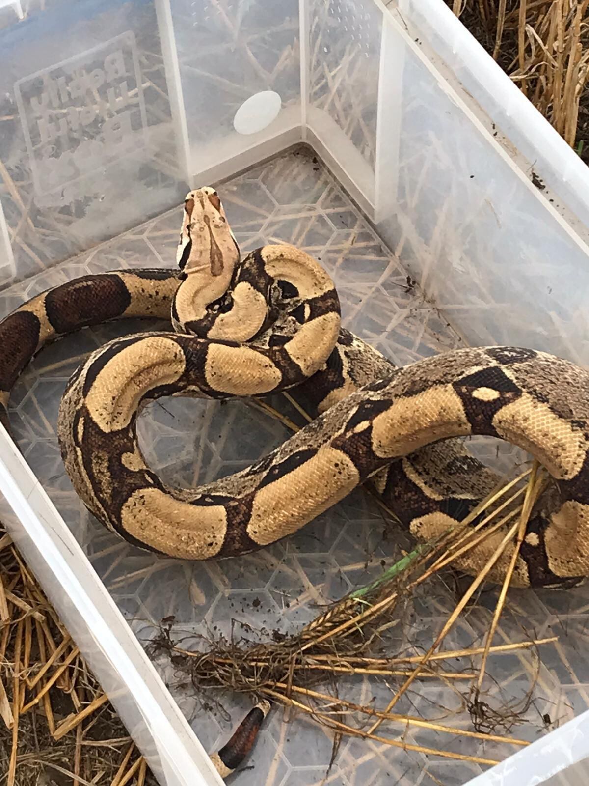 The second boa constrictor found near Baschurch five days after the first snake was found. Photo: Andy Bucknall