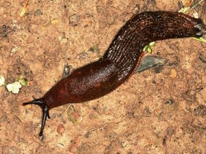 A strange time for slugs