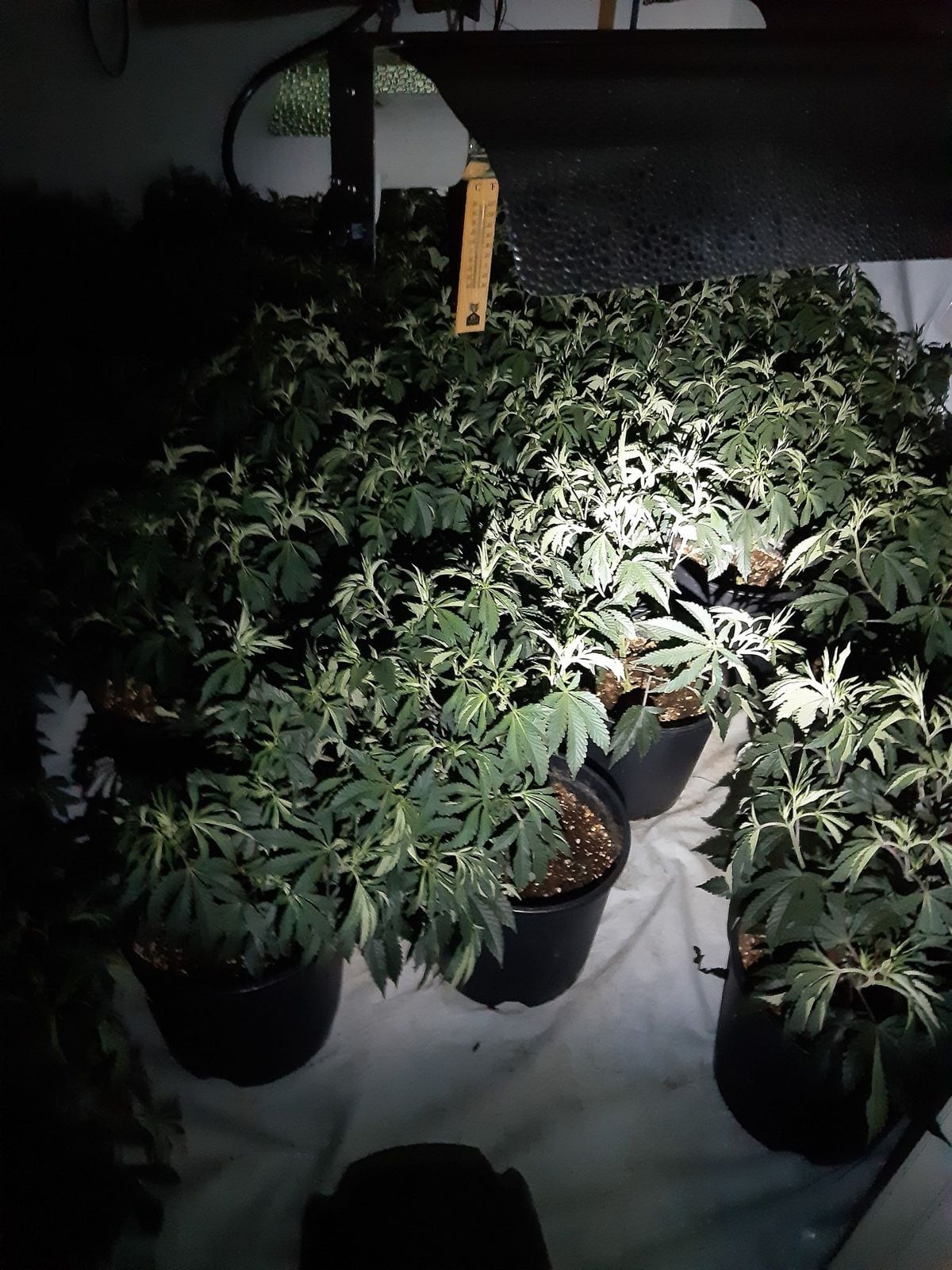 Cannabis found by police. Photo: @TelfordCops