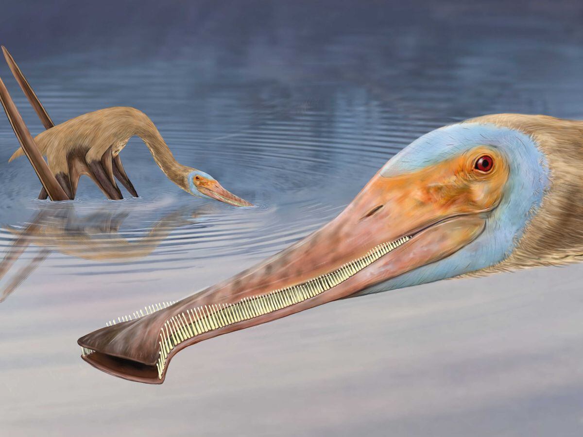 Artist impression of Balaenognathus maeuseri