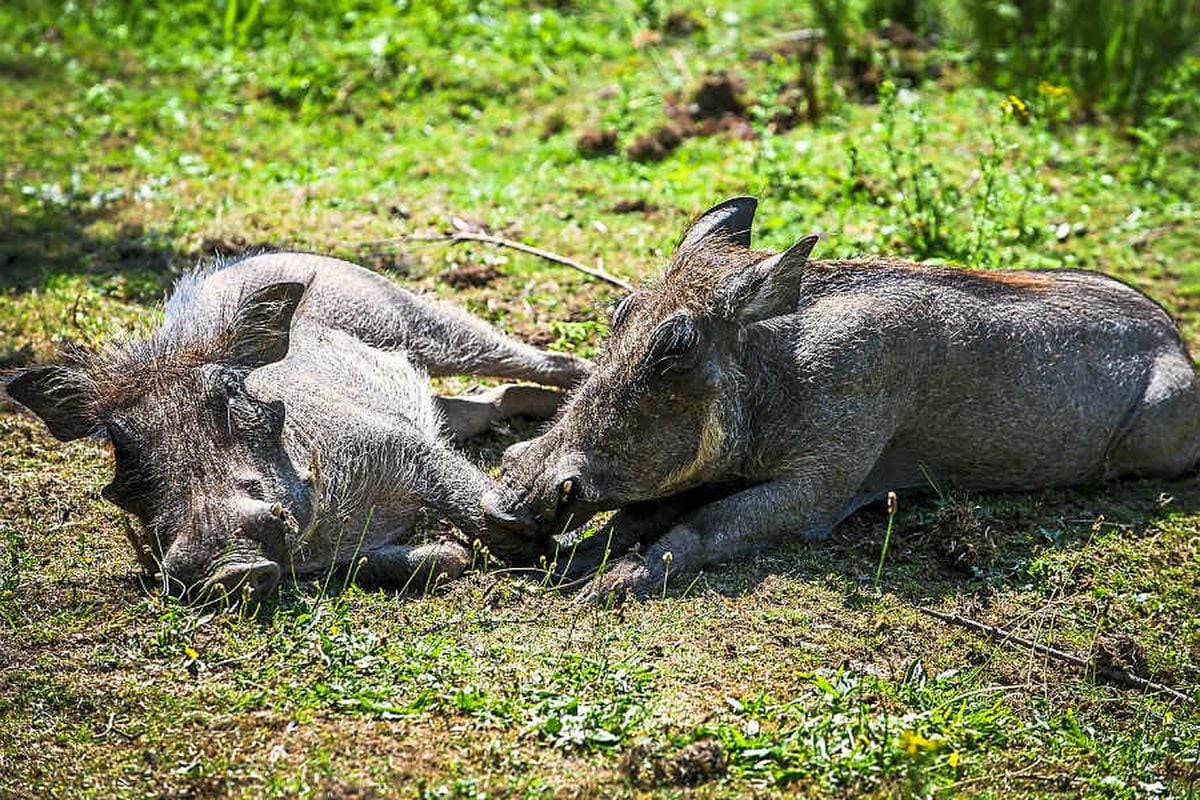 Watch: Piggin' delighted - new warthogs happy at Hoo Farm
