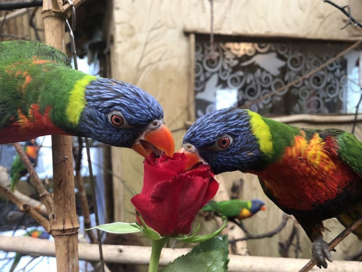 A same-sex pair of lorikeets pose for a picture (Photo credit: Keeper Laura Hodgkins).