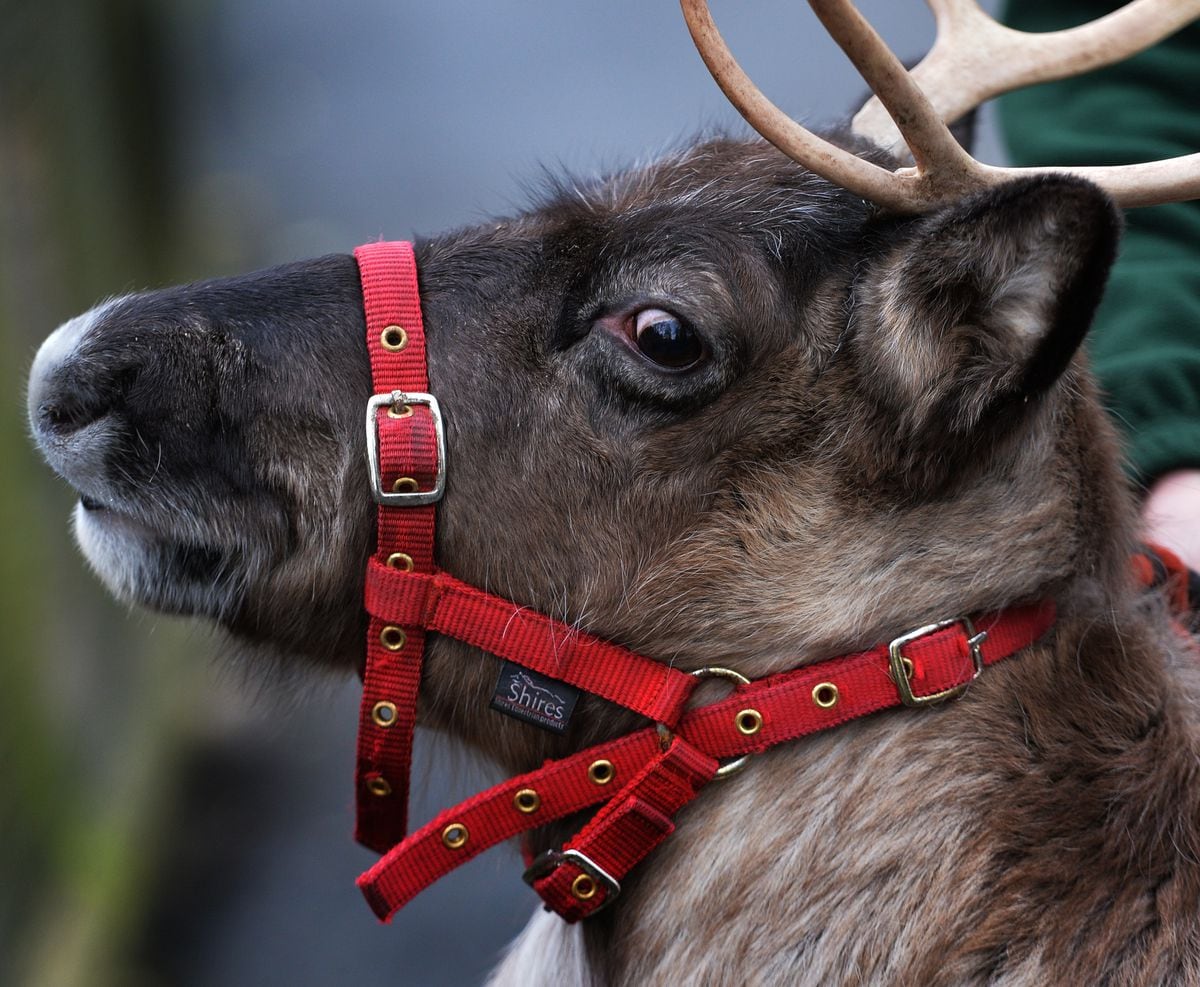 Won't you guide my sleigh tonight? Meet Dudley Zoo's ...