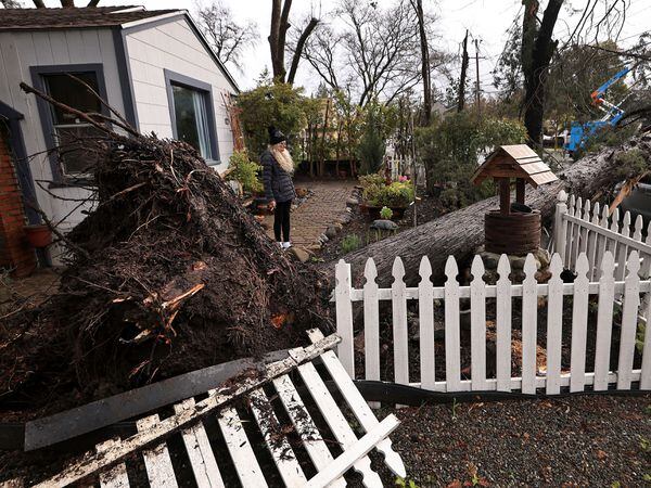 Damage caused by a large tree falling over in Santa Rosa, California