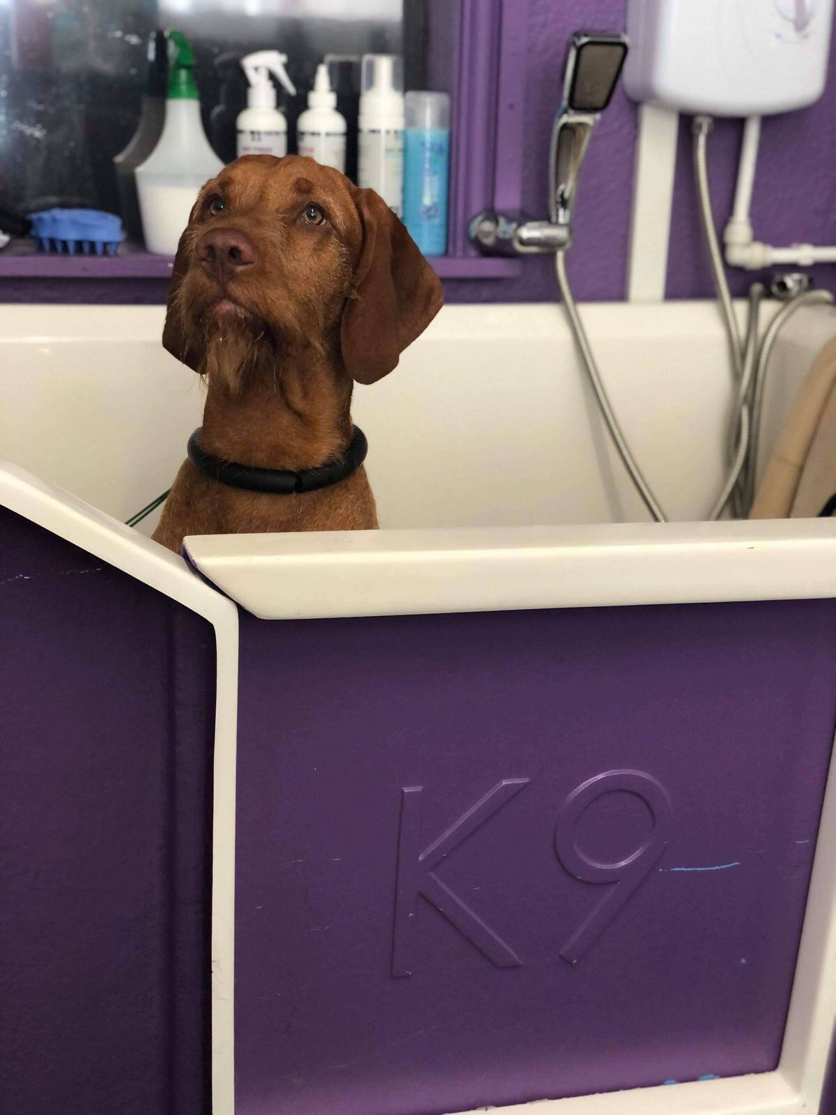 One of Castle Dog Groomer's clients enjoying some pampering.