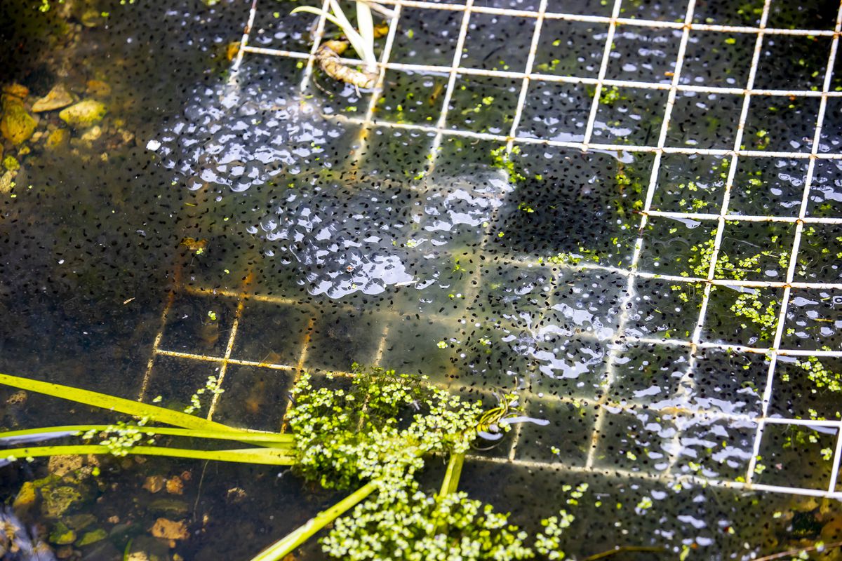 Frog spawn in Bryan's pond