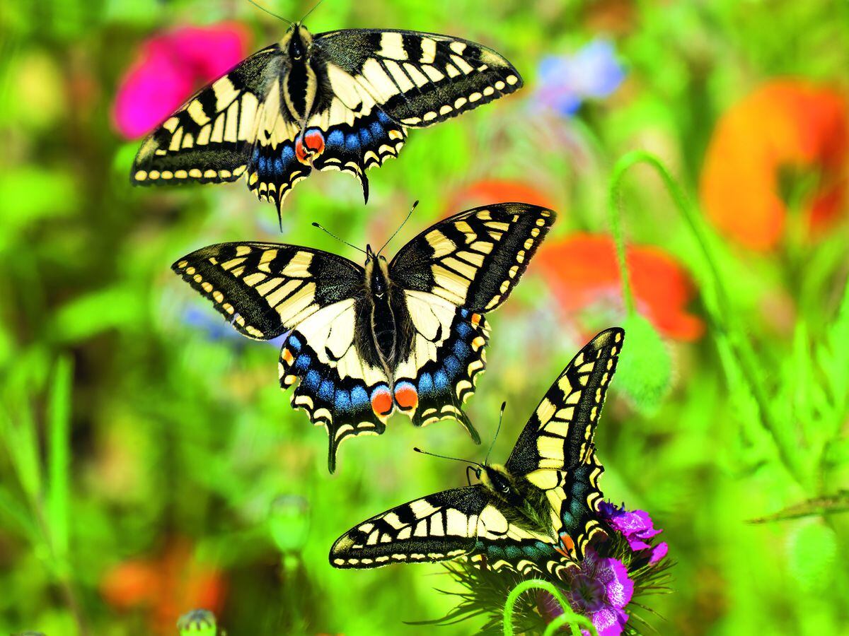 A swallowtail flight sequence