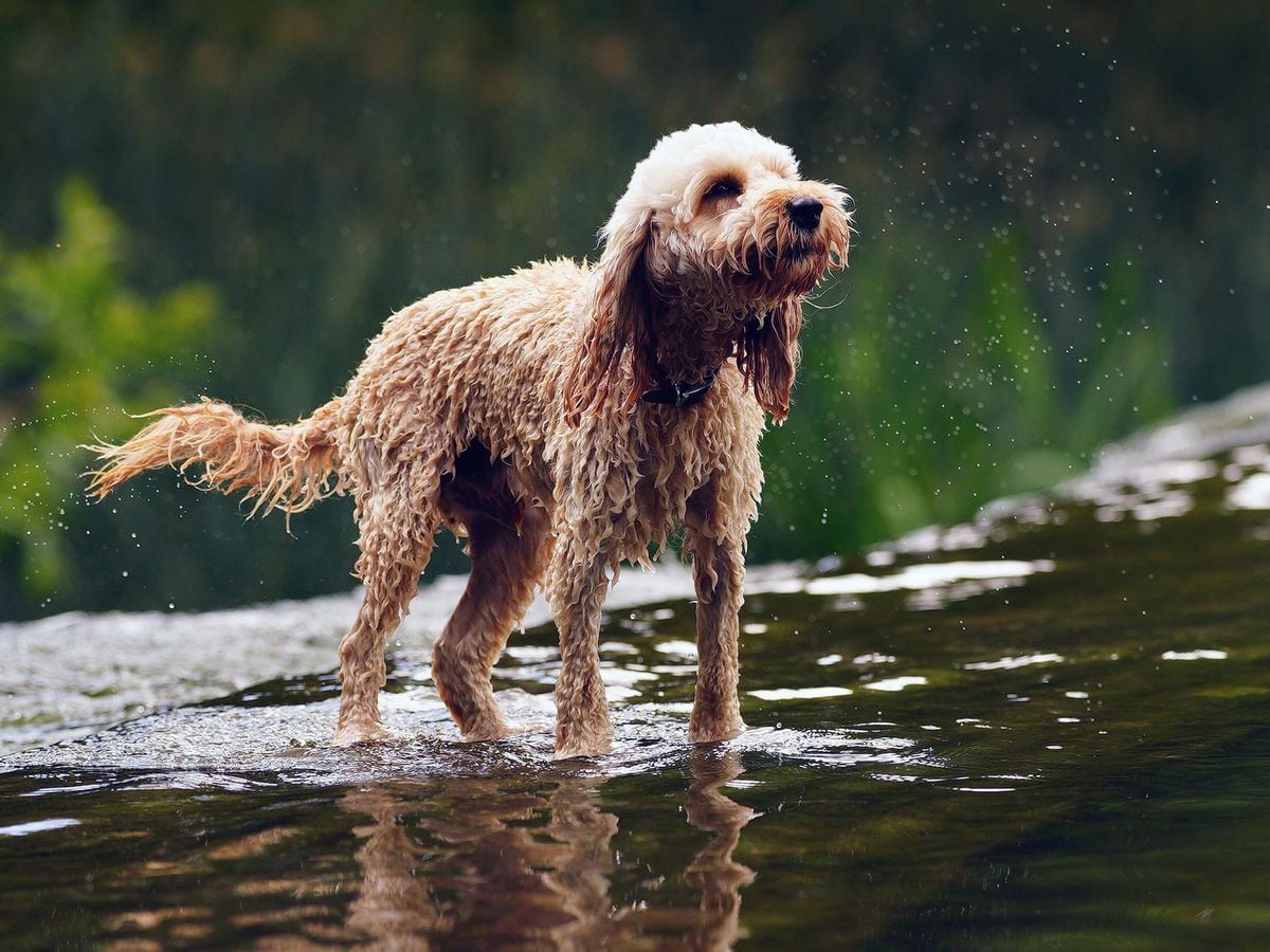 A dog is seen bathing in a canal on a warm day in Bath