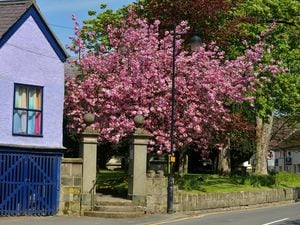 NORTH COPYRIGHT SHROPSHIRE STAR STEVE LEATH 08/05/2016  Blossom at St Peters and St Pauls Church in Wem..