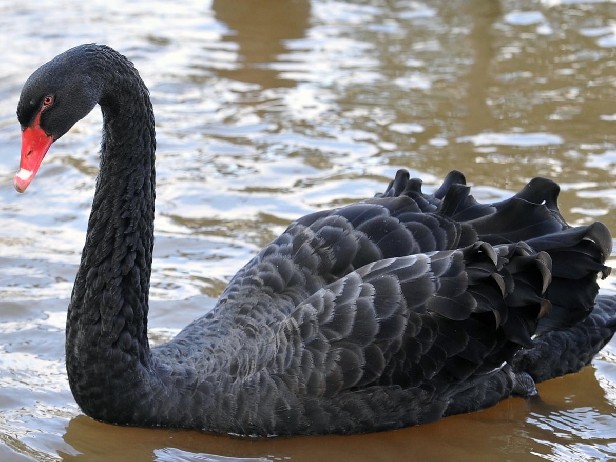 Черный лебедь характеристика. Черный лебедь птица. Черный лебедь 2008. Лебедята чёрного лебедя. Птицы Австралии черный лебедь.