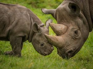 Chester Zoo is helping endangered rhinos