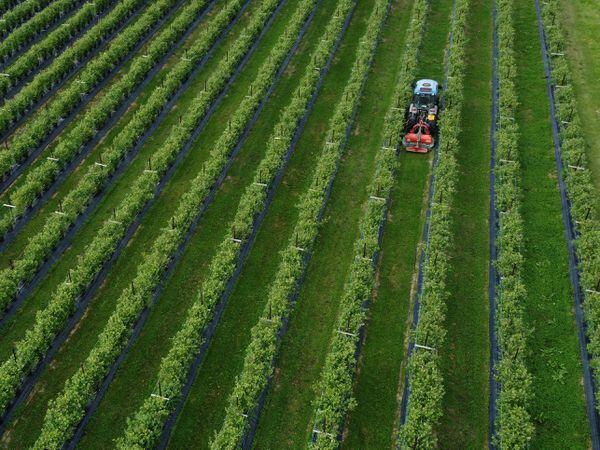 A tractor works amongst blueberry bushes at Winterwood Farms in Maidstone, Kent