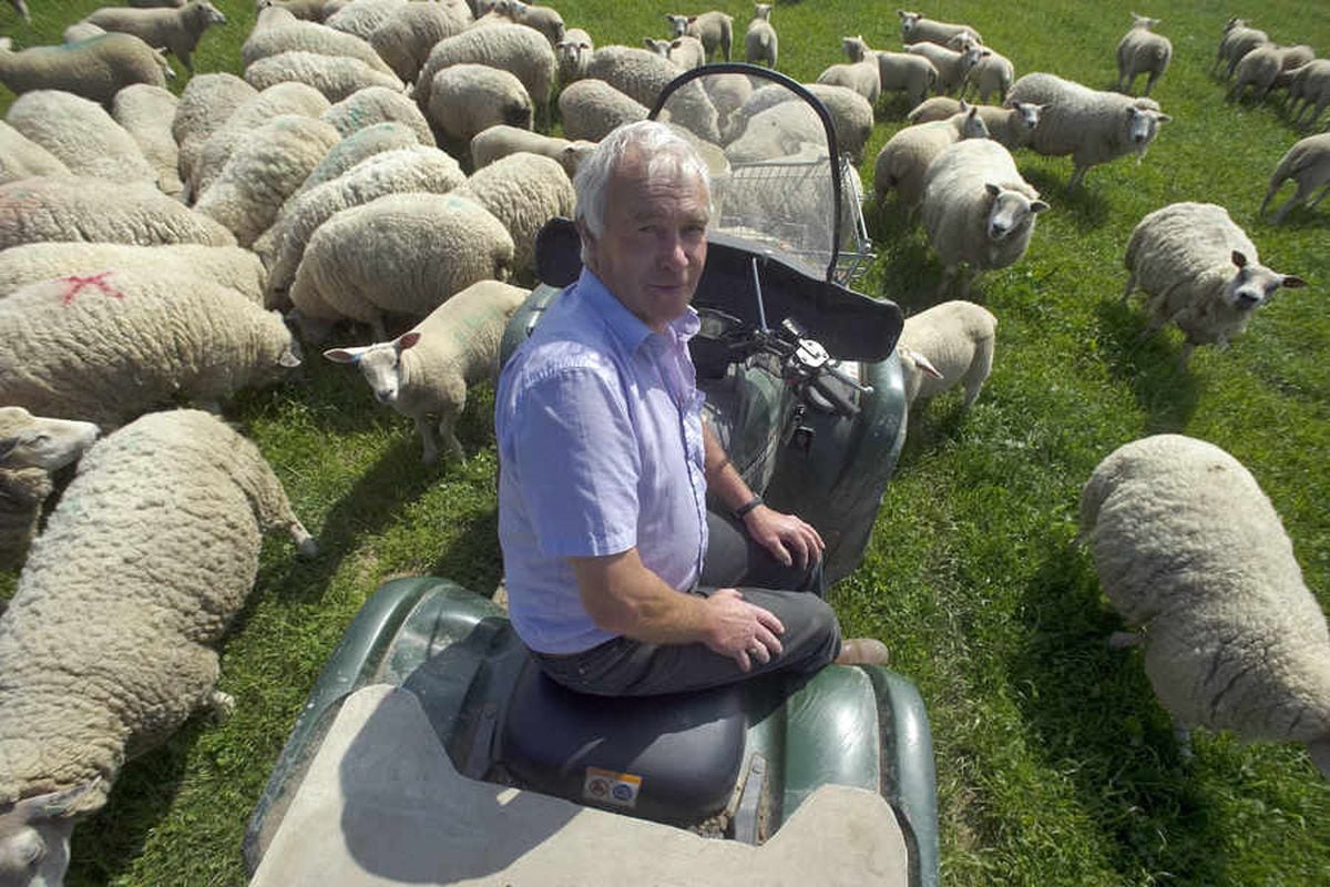 Dip in wool price hits Shropshire sheep farmers | Shropshire Star