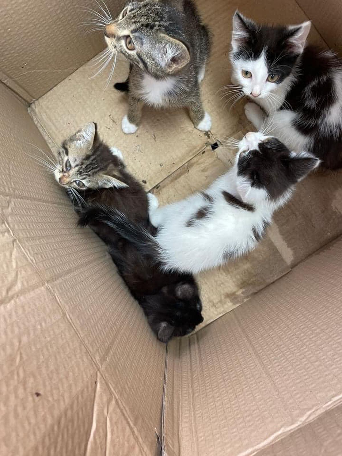 The kittens were found in a urine soaked cardboard box. Picture by Di Rhoden