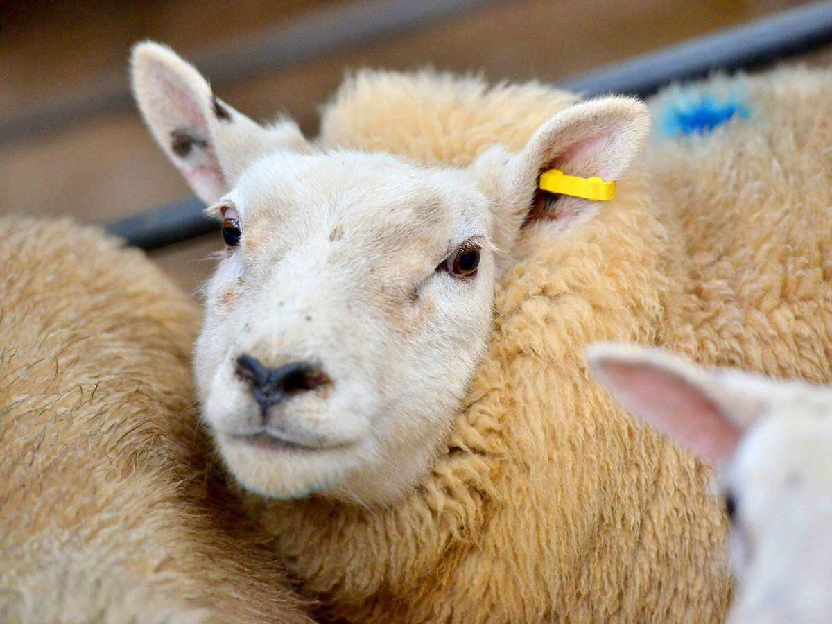 A Shropshire ram has fetched a record price at a national show held in Shrewsbury