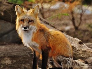 Stock image of a fox