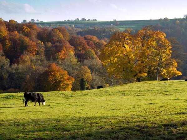 Cattle in the fields above a golden autumn woodland valley 