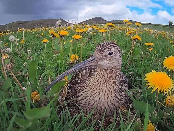 Curlews have been migrating back to the Shropshire Hills