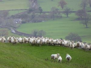 Dog owners have been warned to consider sheep 