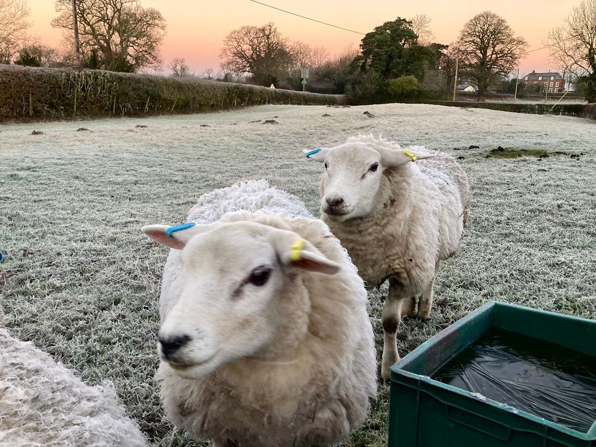 The sheep are glad of their woolly jumpers in the frost