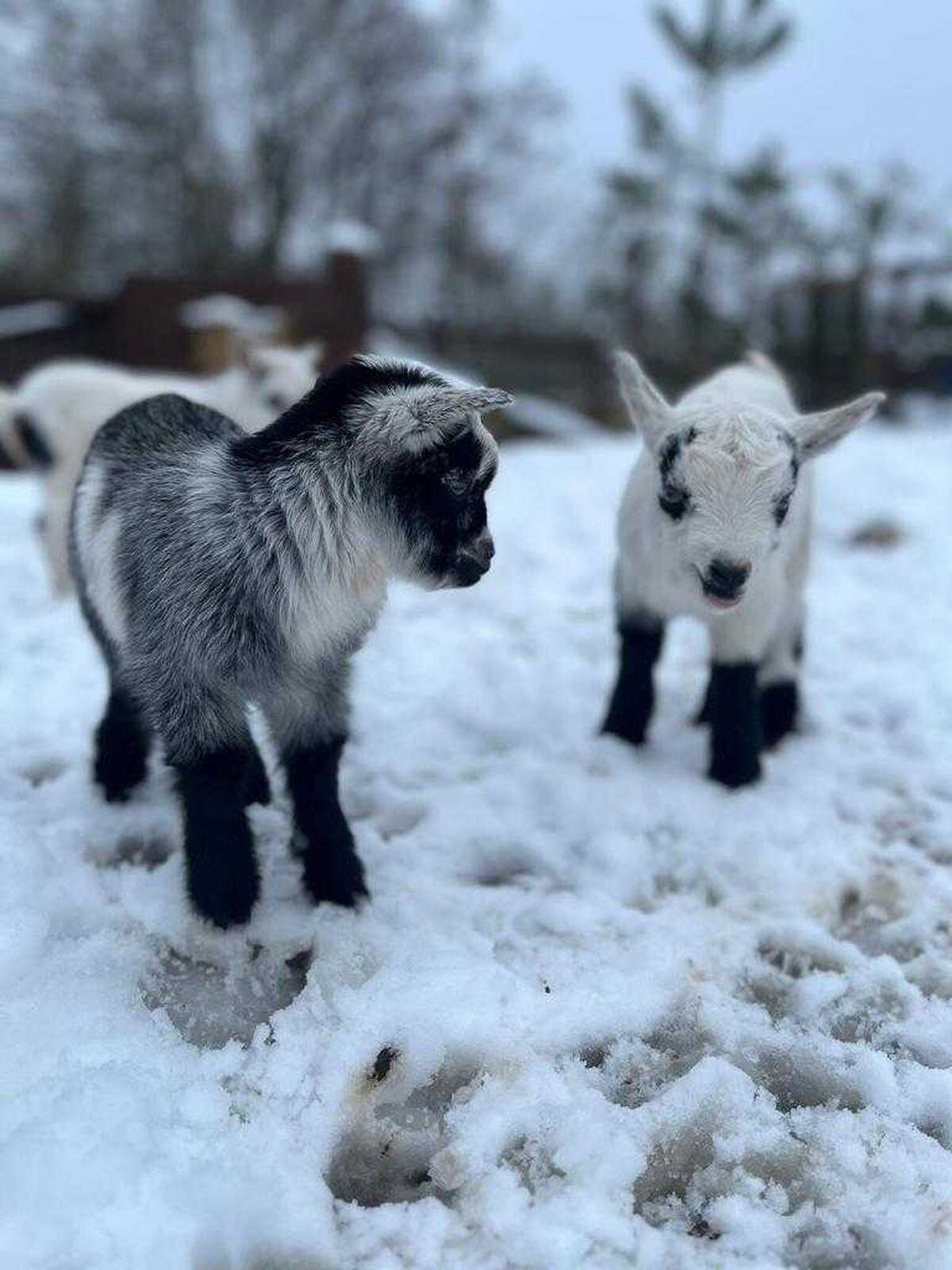 The baby goats. Photo: Telford's Exotic Zoo