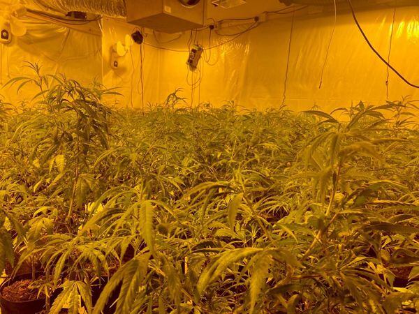 Police found £1m worth of cannabis at the property