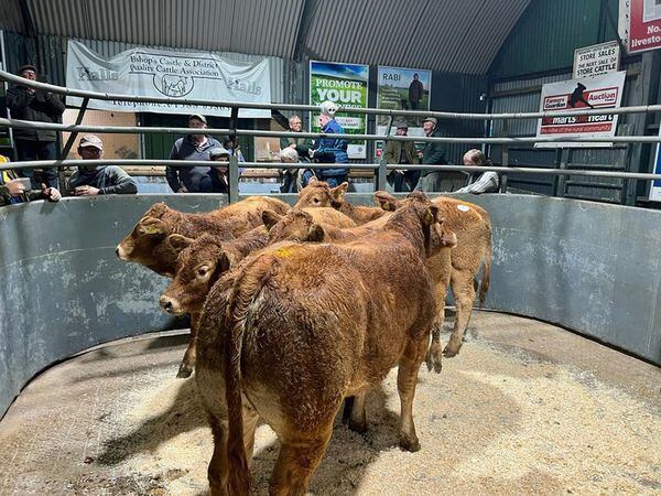 Store cattle in the sale ring at Bishops Castle market.