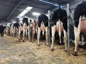 A selection of the dairy cattle that went under the hammer at Shrewsbury on Tuesday.