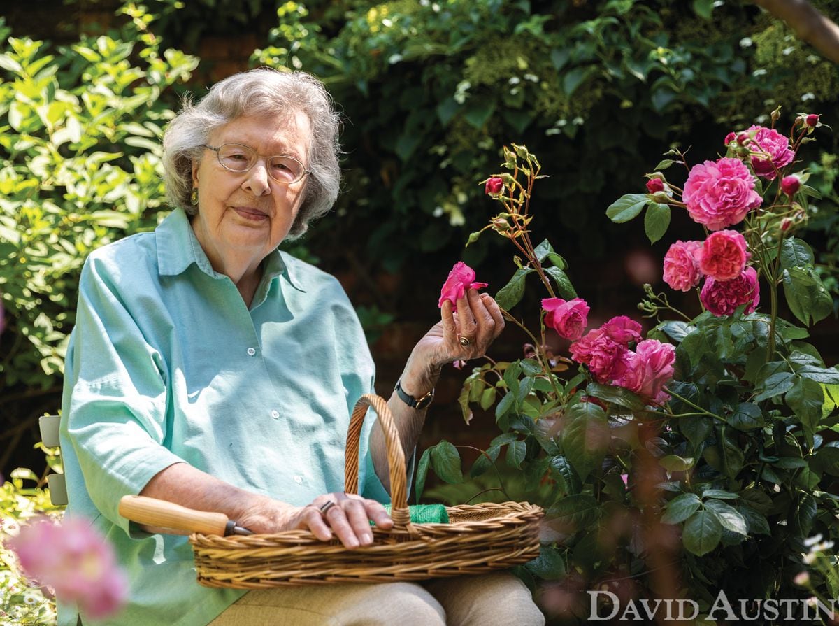 David Austin Roses releases new rose named after award-winning author ...