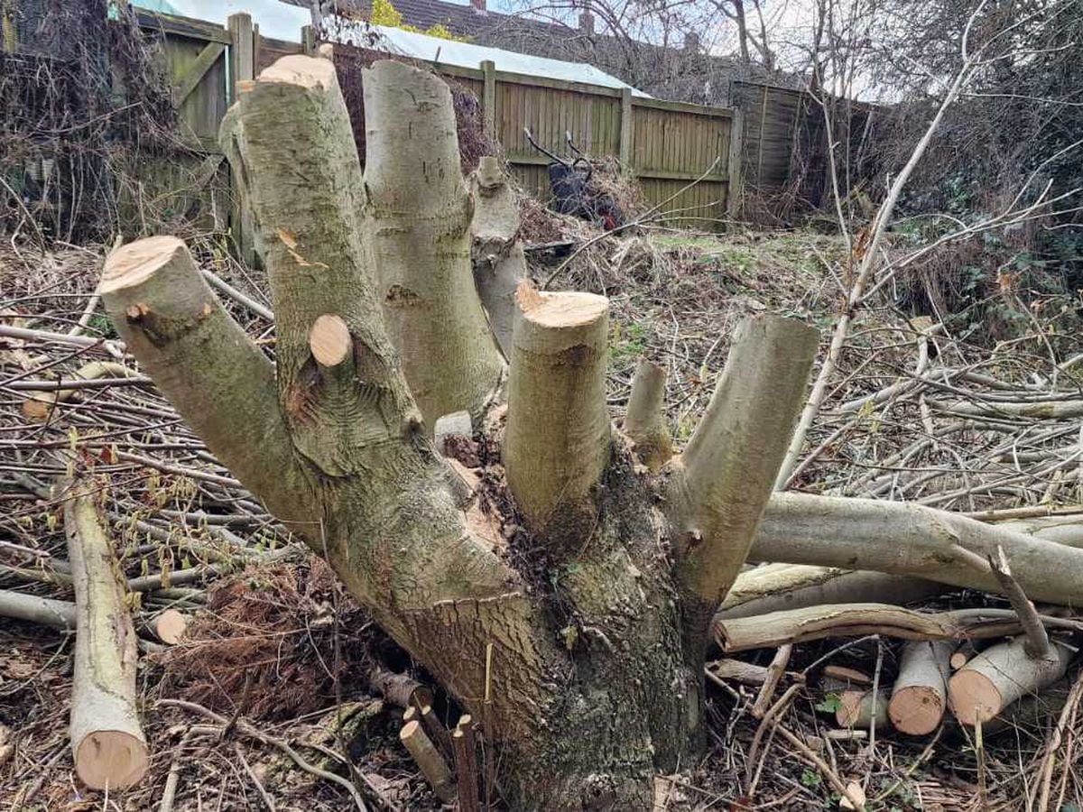 Illegal tree felling has taken place at Rea Brook nature reserve in Shrewsbury