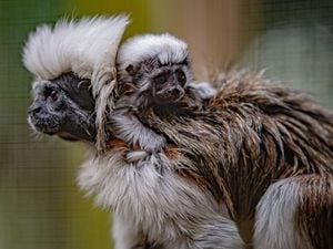 The cotton-tailed tamarin monkey at Chester Zoo