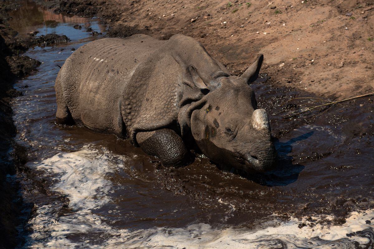 Seto, an Indian rhinoceros cools down