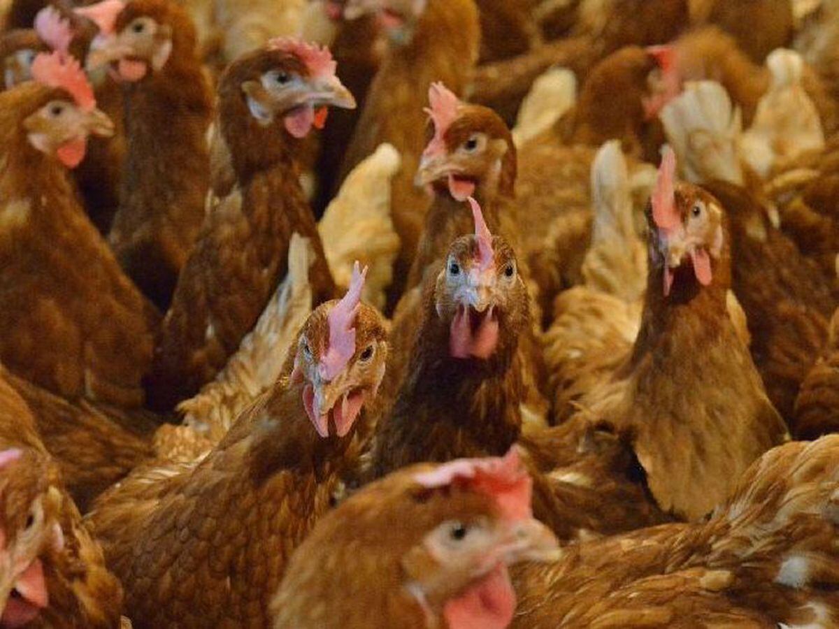 Shropshire Council issued the warning after an outbreak in a flock near Bishop's Castle