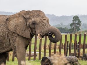 Keepers hope that Coco and Five may breed in the future, supporting African elephant conservation.