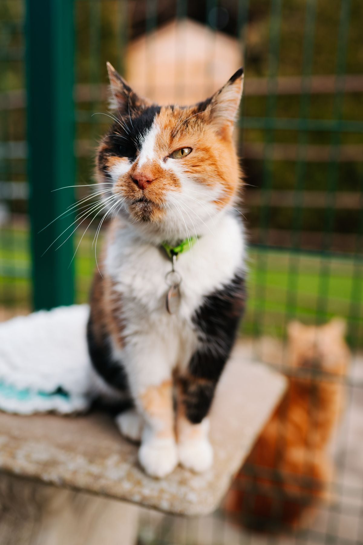 Shropshire Cat Rescue, based out of Shrewsbury, celebrate the birthday of their oldest resident, Molly, as she turns 22 years old