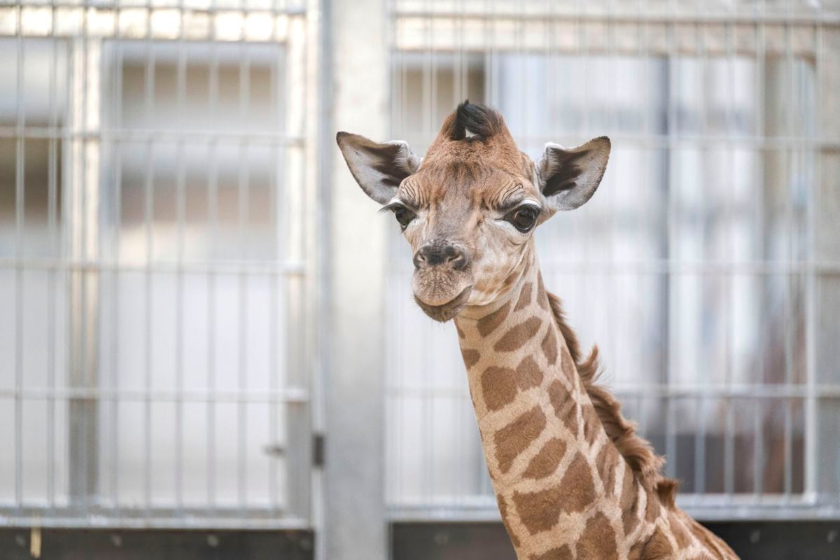 The six-foot-tall baby giraffe, credit: Matthew Lissimore