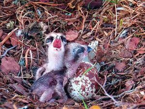 Two osprey chicks at Loch of the Lowes Wildlife Reserve