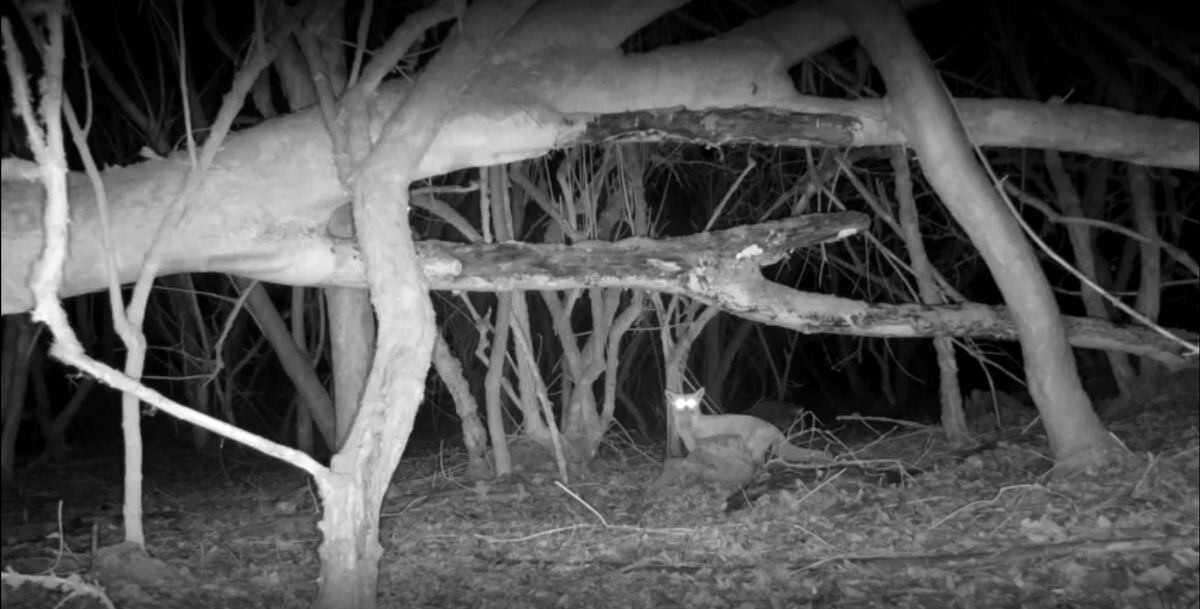 A fox is another animal cameras picked up on the Long Mynd
