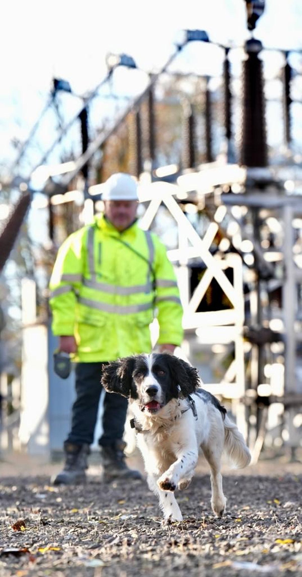 
              
Undated handout photo issued by  Scottish Power Energy Networks  (SPEN) of Springer Spaniel, Jac, who helps sniffs out faults on the power network, at Braehead electricity substation in Renfrew. SPEN has been trialling the use of specially trained detection dog Jac, who is able to help identify faults on the power network deep underground. Issue date: Tuesday November 22, 2022. PA Photo. See PA story ENERGY Dog. Photo credit should read: Scottish Power Energy Networks /PA Wire NOTE TO EDITORS: This handout photo may only be used in for editorial reporting purposes for the contemporaneous illustration of events, things or the people in the image or facts mentioned in the caption. Reuse of the picture may require further permission from the copyright holder.
            
