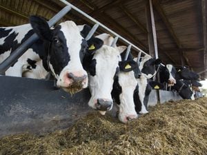 Dairy cows eating silage  