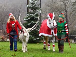 Floki the white reindeer and his stable-mate Opal light up Coalbrookdale on their daily walk from the nearby Sunnyside Farm with owner Diana Vincent and her daughter-in-law Nadine Sault. Photo: Dave Bagnall