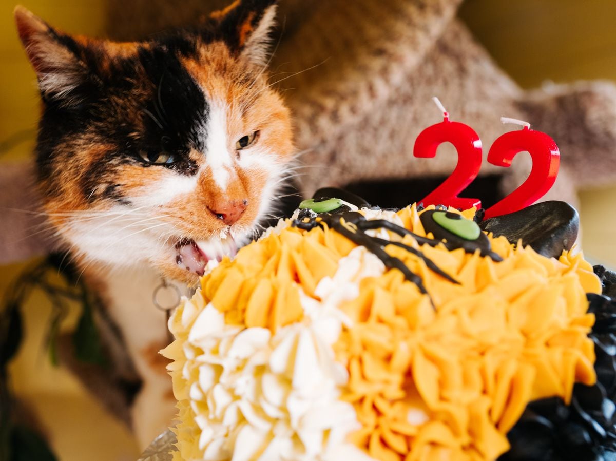 Shropshire Cat Rescue holding birthday party for oldest resident as she turns 22